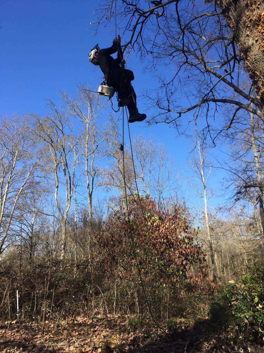 élagueur diplomé Toulouse