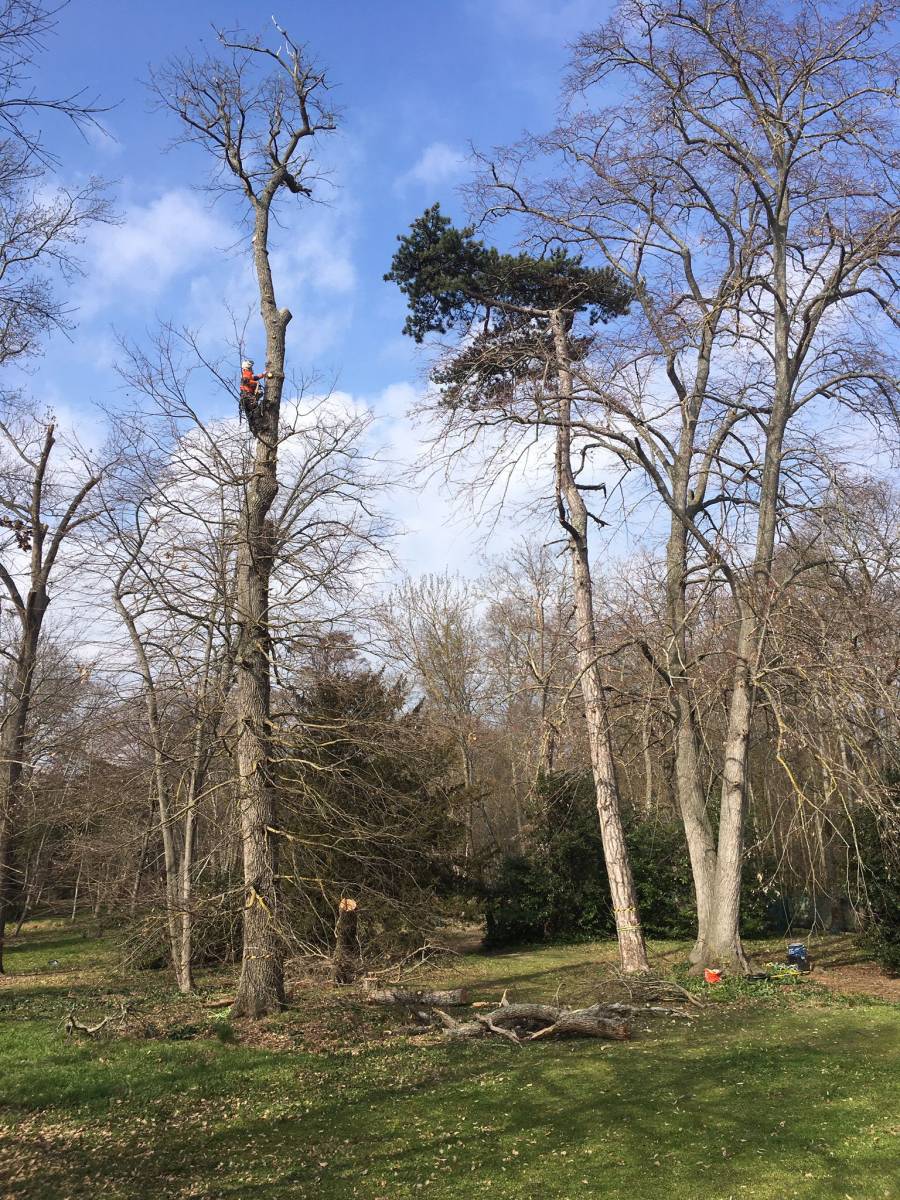Sécuriser un grand arbre malade dans un jardin à Tournefeuille