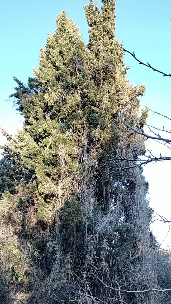 Société spécialisé dans l'élagage à petit prix avec difficulté d'accès proche Toulouse