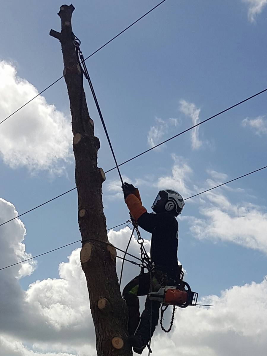 abattage pin parasol proche maison sud ouest