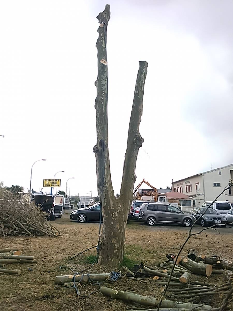 Coupe d’un platane génant dans une concession automobile à Castelnau D’Estrétefonds