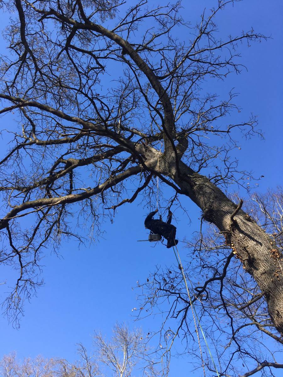 Retrait de bois mort dans un chêne à Toulouse