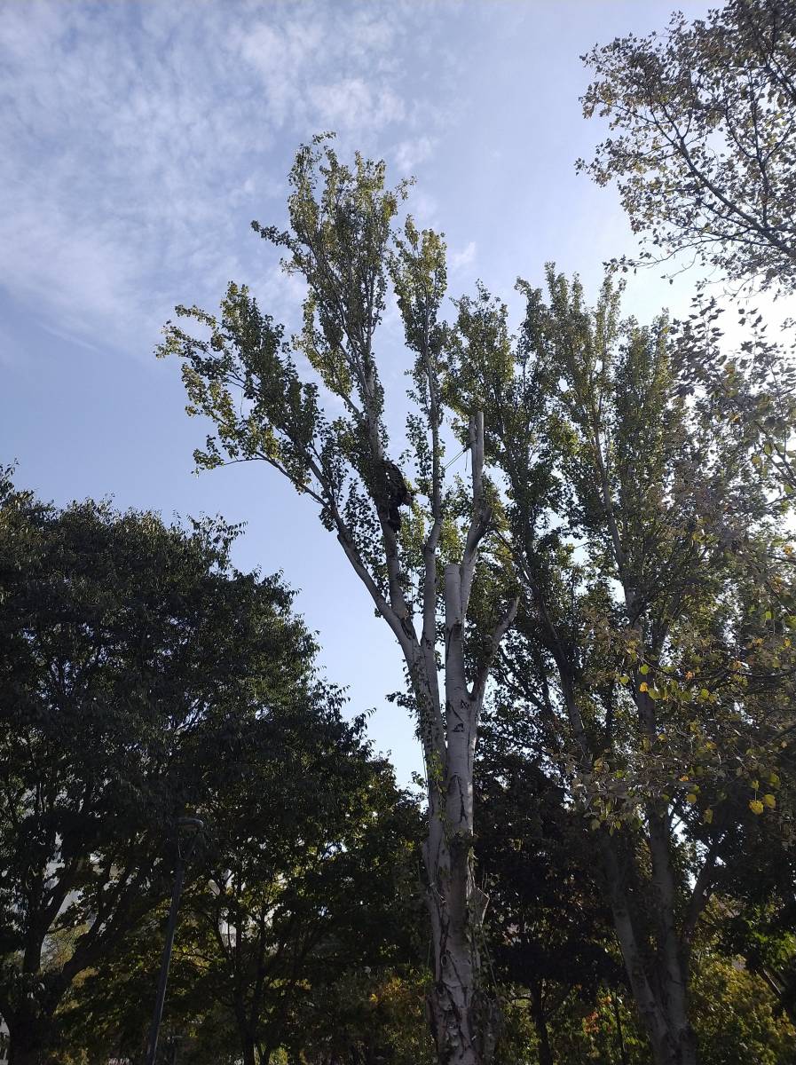Abattre un arbre dépérissant avec le pied malade proche Toulouse