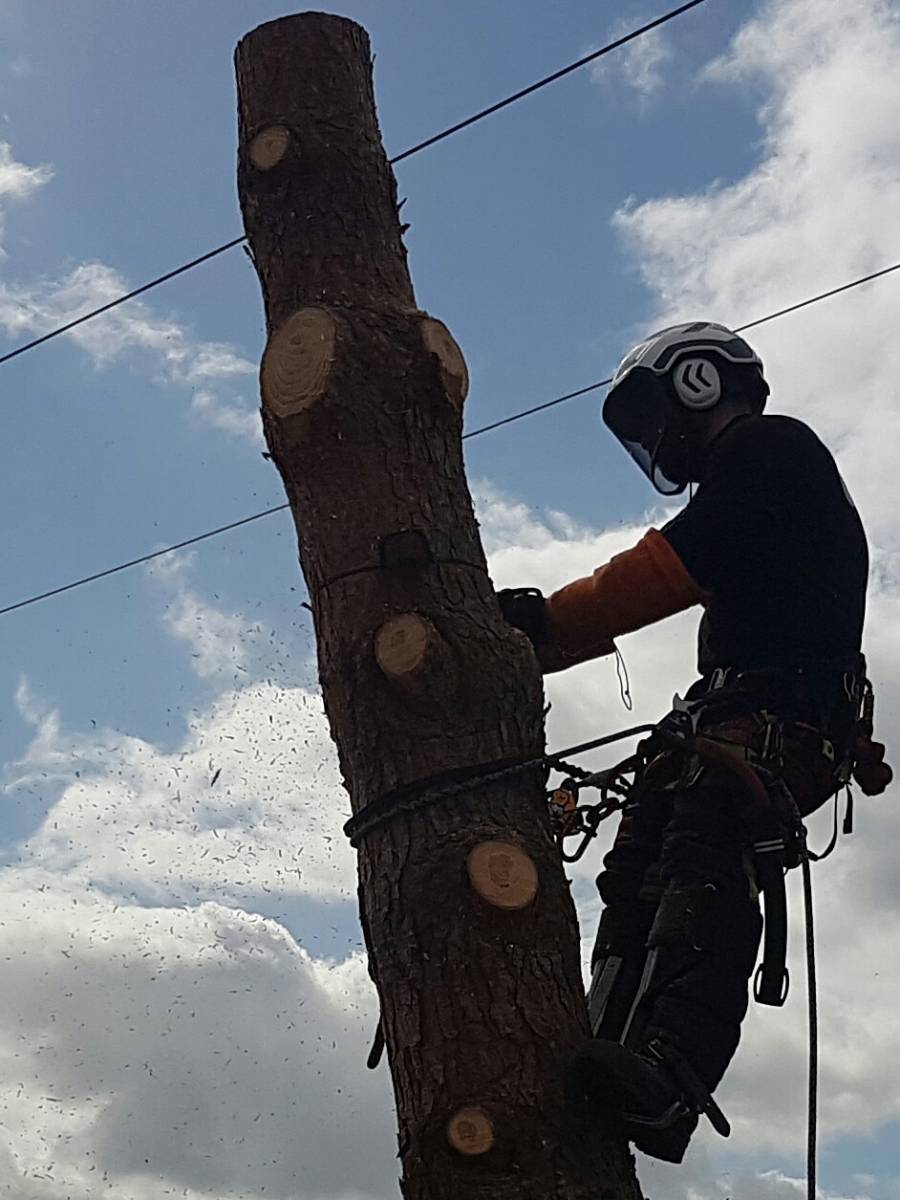Couper un tronc d'arbre 31000