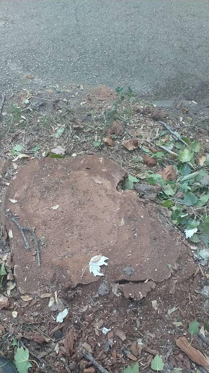 Abattre un arbre dépérissant avec le pied malade proche Toulouse