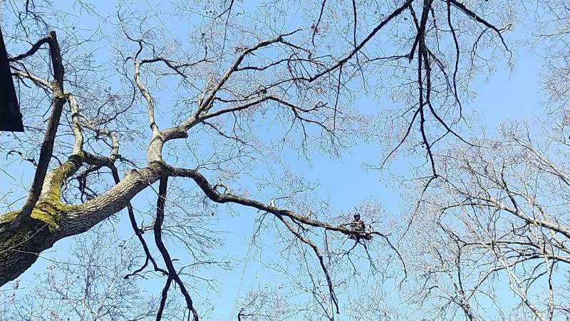 Retrait de bois mort dans un chêne à Toulouse