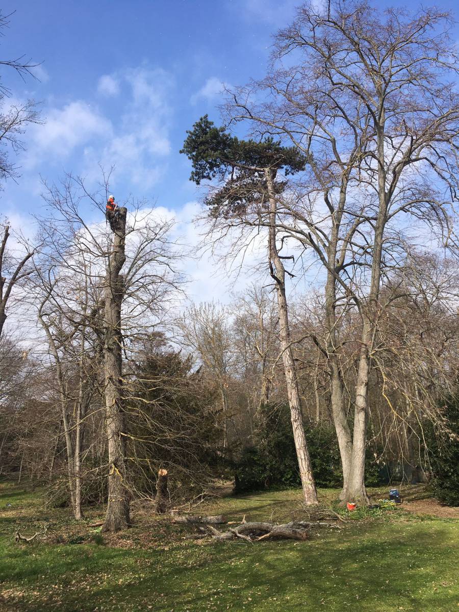 Sécuriser un grand arbre malade dans un jardin à Tournefeuille