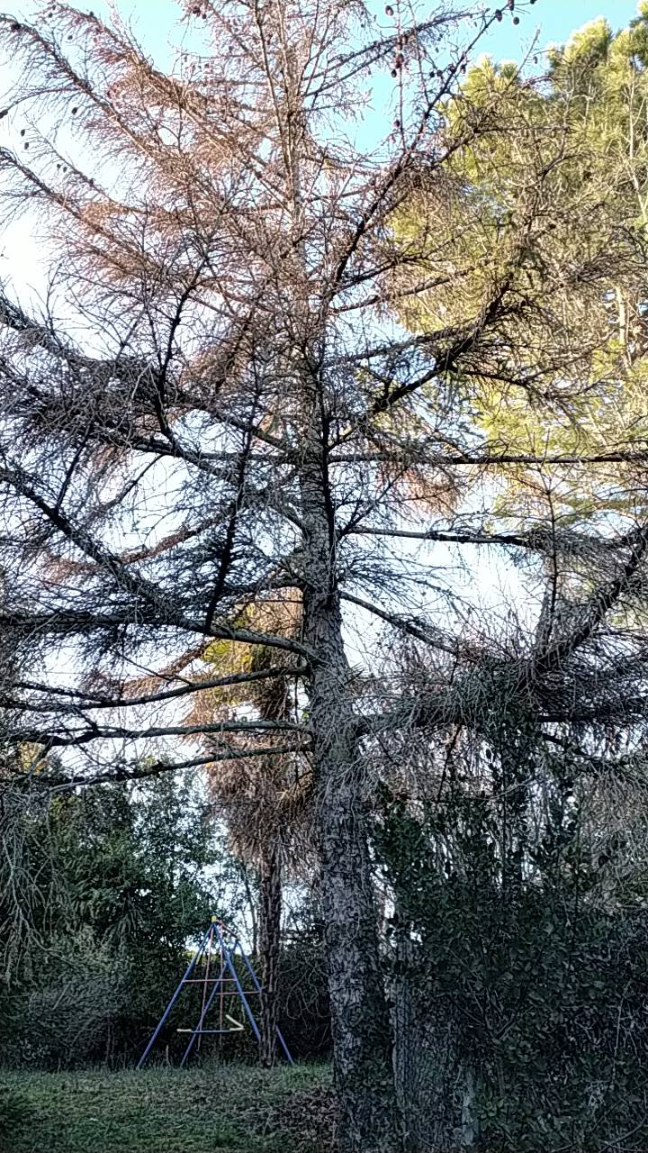 Entreprise réputé pour abattre un arbre pas cher à Toulouse en Haute Garonne