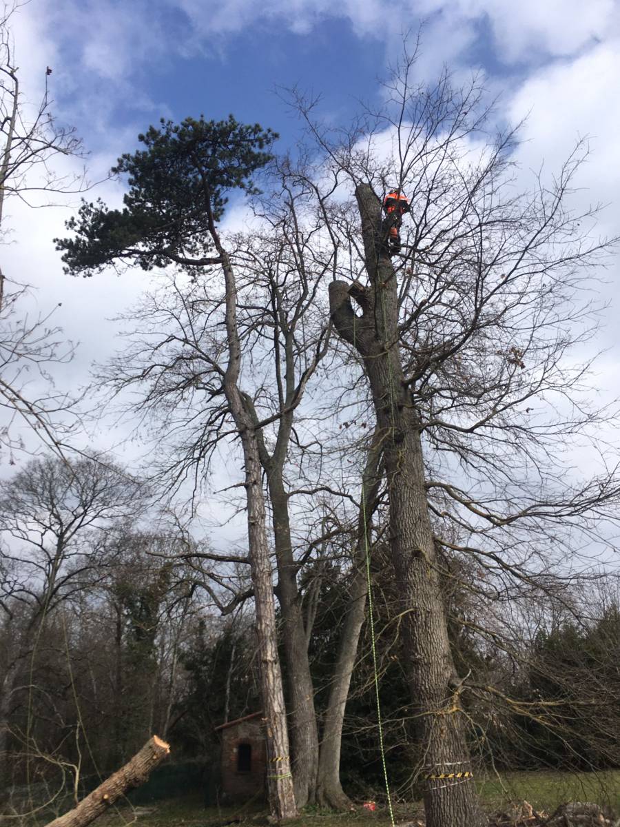 Sécuriser un grand arbre malade dans un jardin à Tournefeuille