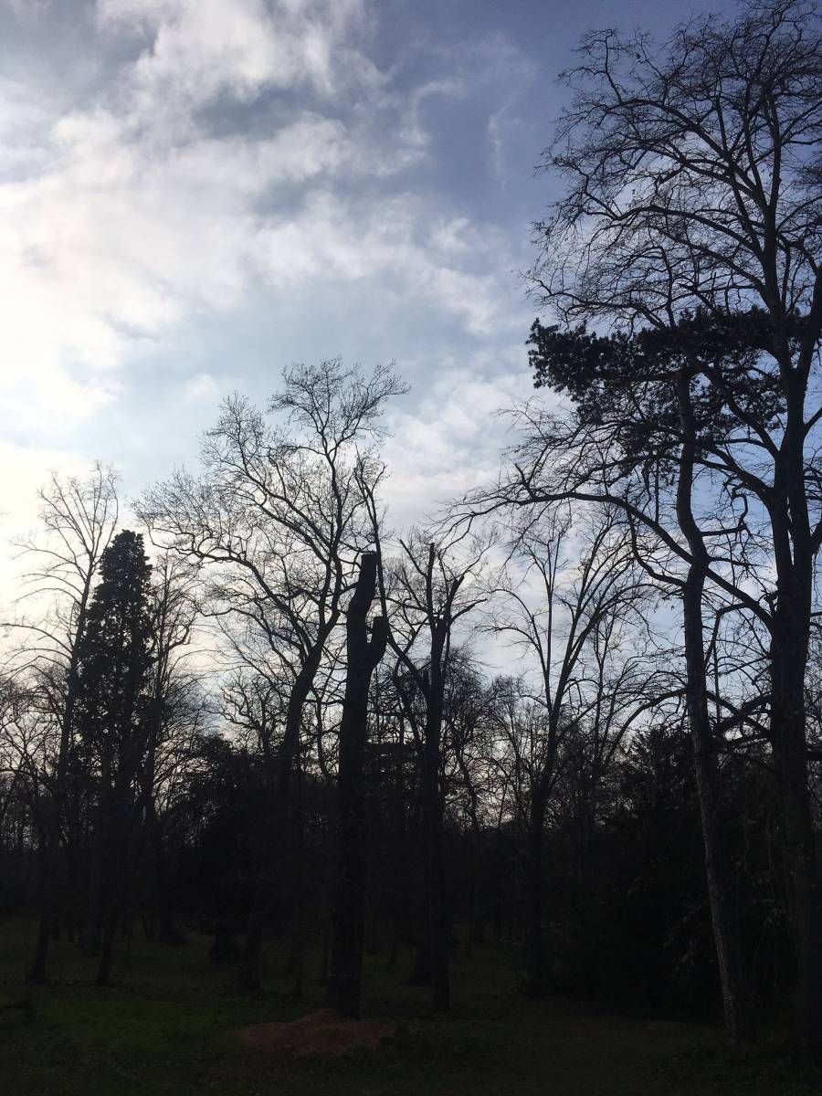Sécuriser un grand arbre malade dans un jardin à Tournefeuille