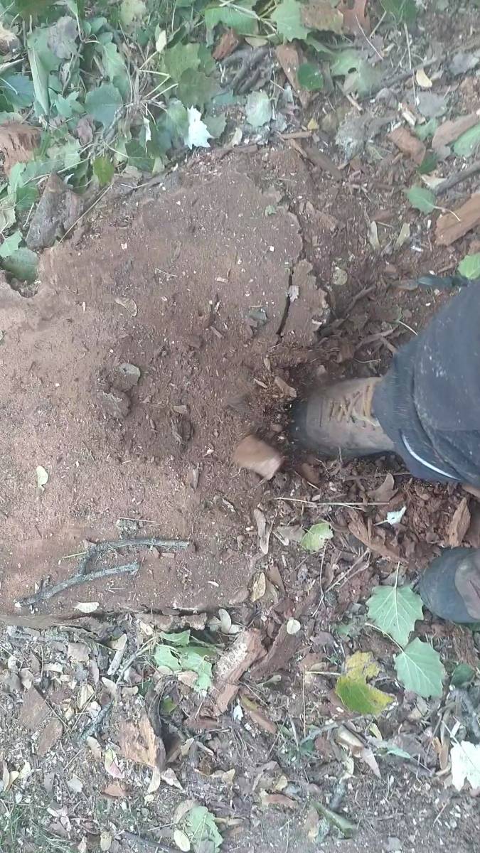 Abattre un arbre dépérissant avec le pied malade proche Toulouse
