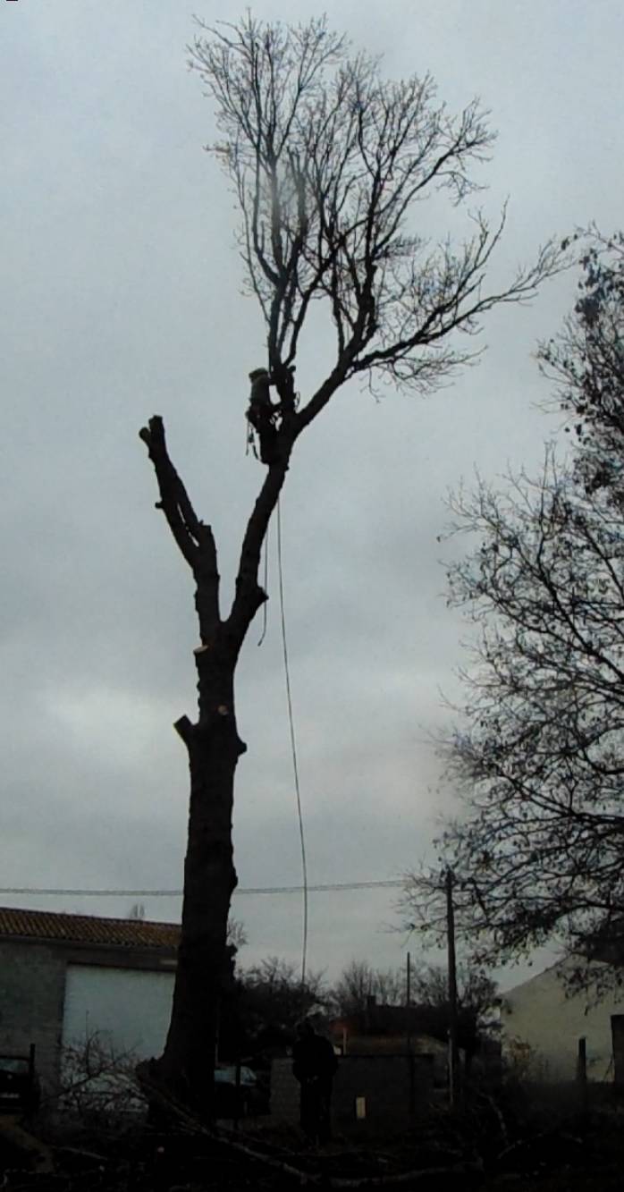 Abattre un frêne malade et dépérissant par un élagueur qualifié à Launaguet