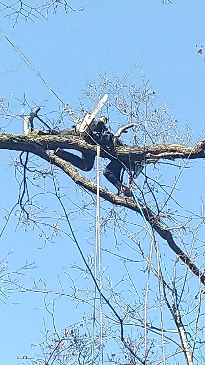 Retrait de bois mort dans un chêne à Toulouse