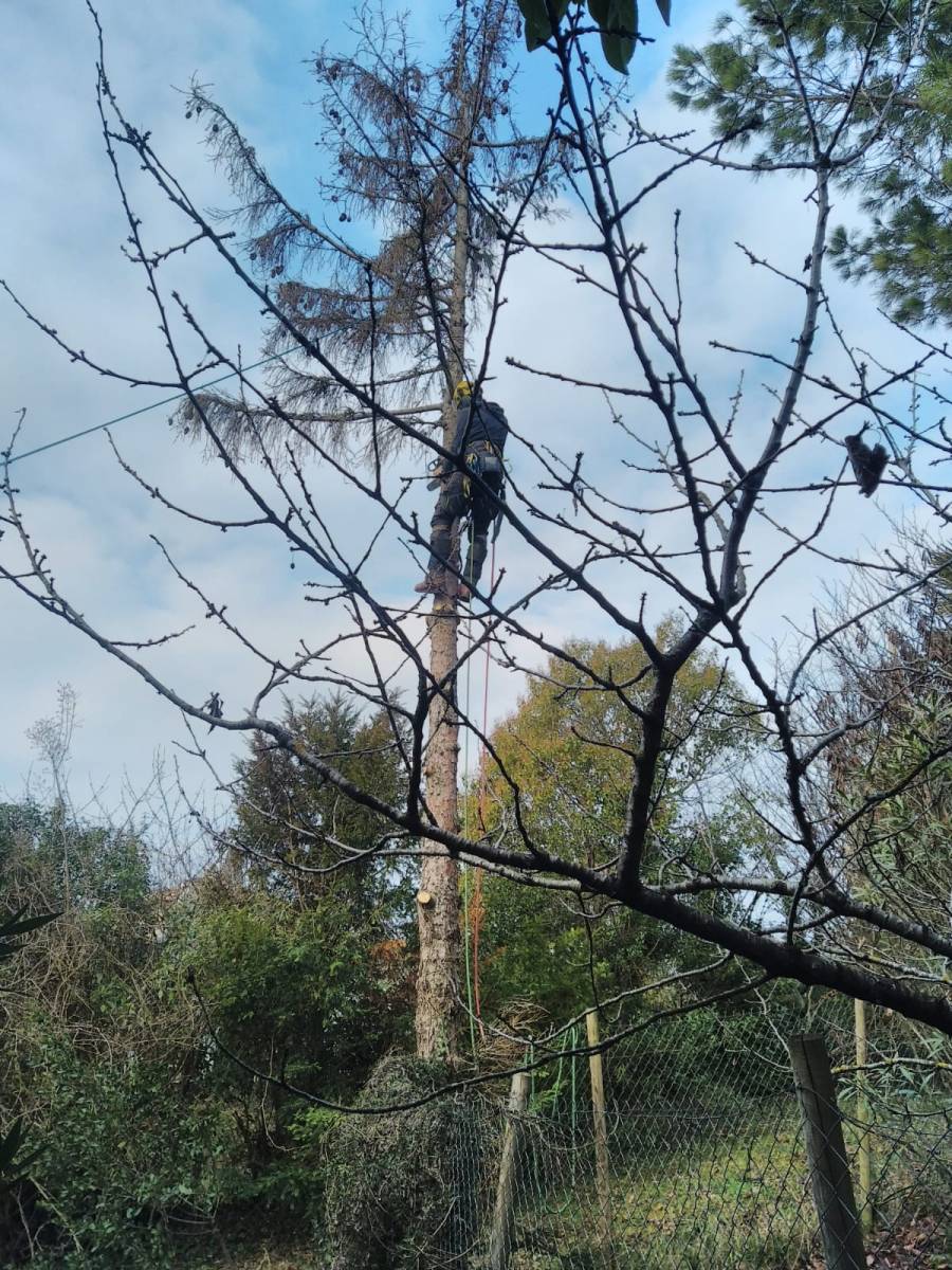 Abattre un arbre mort pas cher et sérieux Haute Garonne