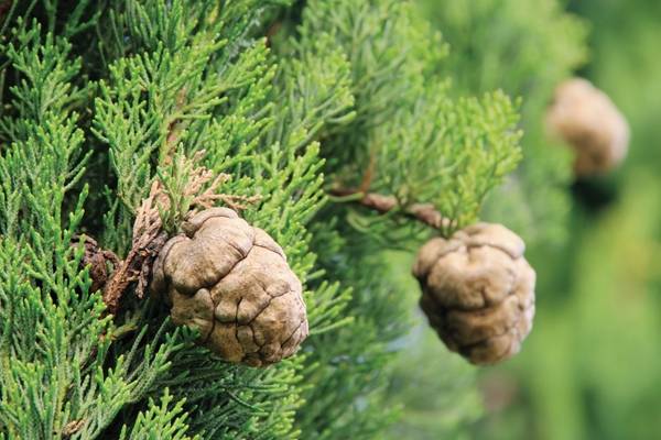 Tailler une haie de cyprès à rabattre proche Toulouse en Haute Garonne