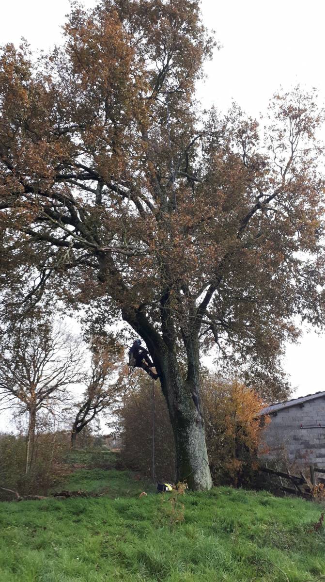 Démontage de chêne dangereux proche Toulouse