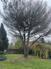 Chantier de sous traitance pour une entreprise de paysage de démontage avec rétention d’un pin parasol mort sur pied à Aussonne