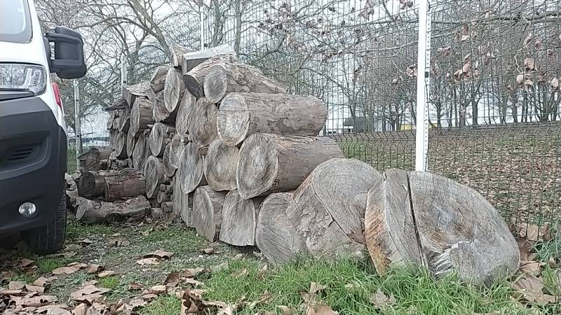Coupe d’un platane génant dans une concession automobile à Castelnau D’Estrétefonds