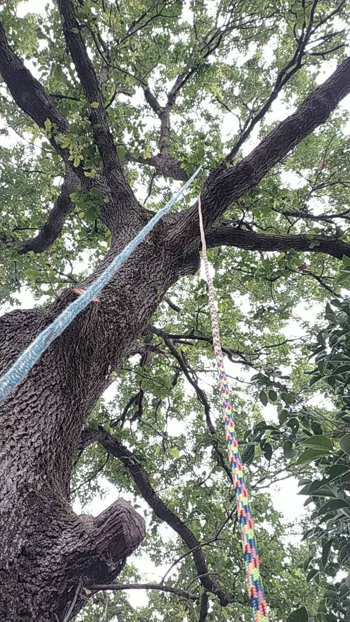 Haubanage des branches d’un grand chêne à proximité de Portet sur Garonne.