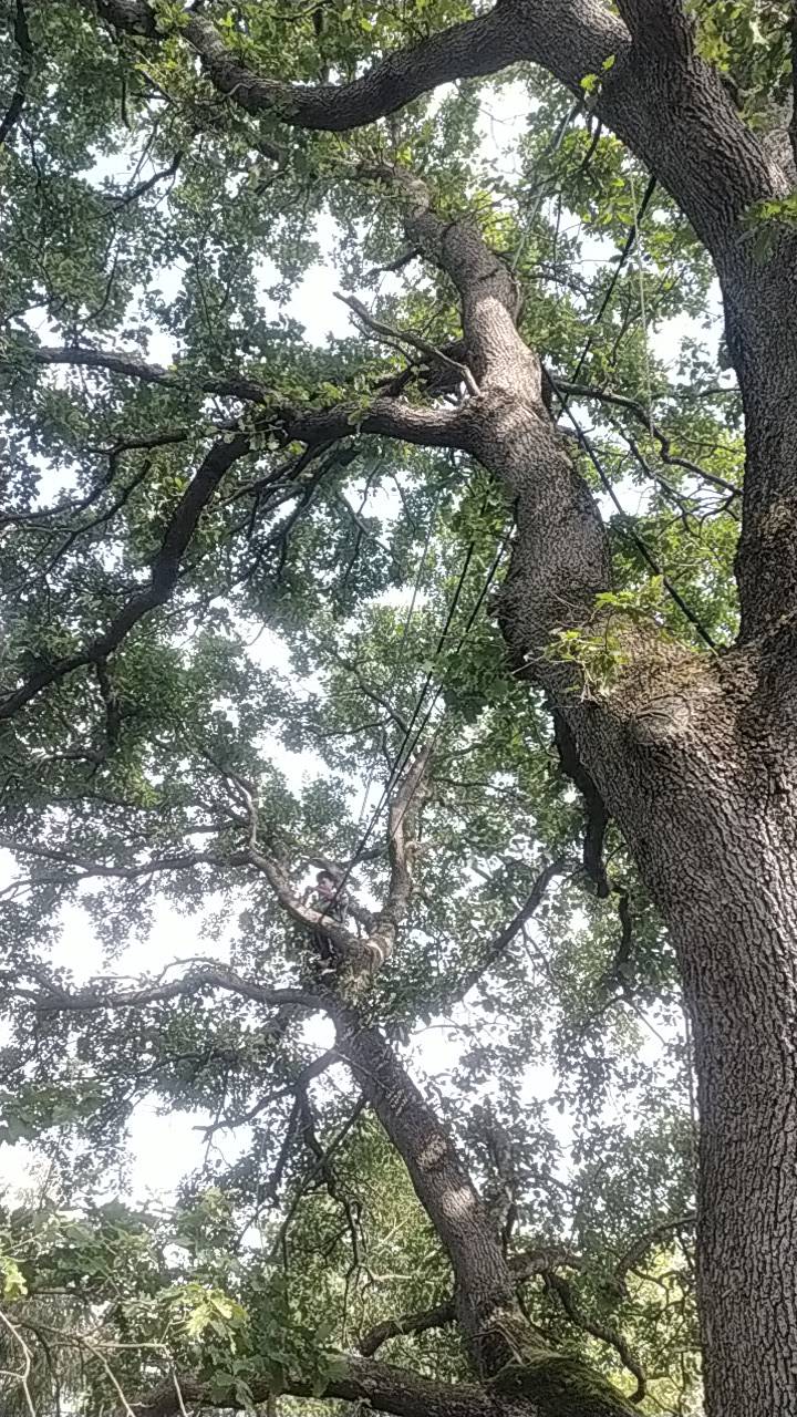 Haubanage des branches d’un grand chêne à proximité de Portet sur Garonne.