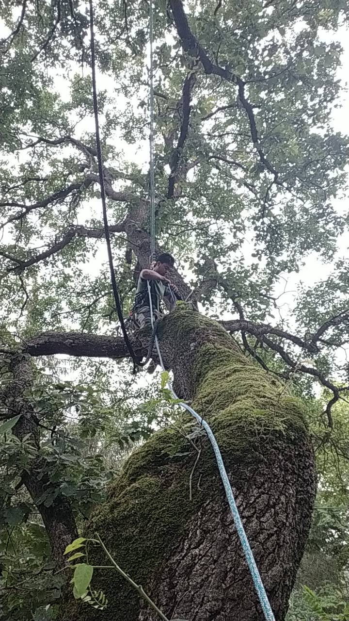 Haubanage des branches d’un grand chêne à proximité de Portet sur Garonne.