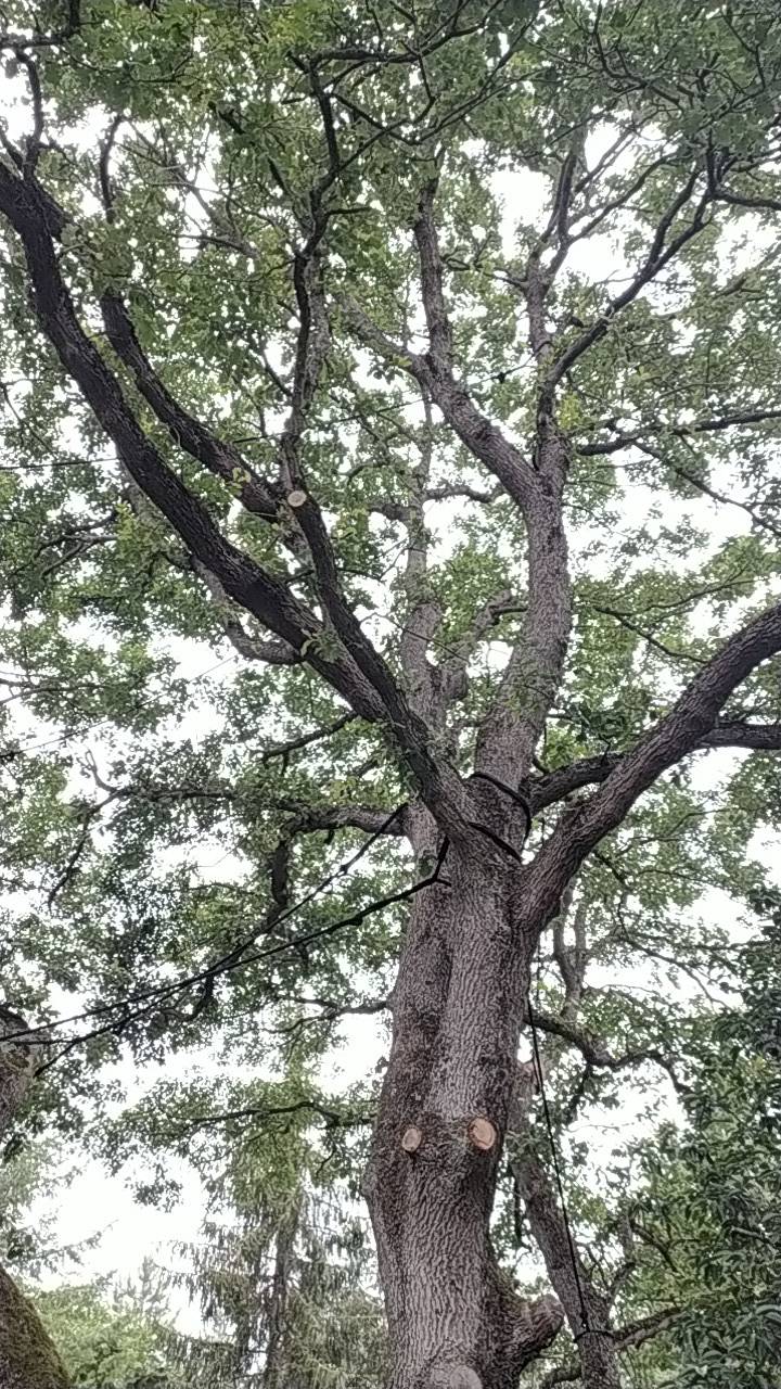 Haubanage des branches d’un grand chêne à proximité de Portet sur Garonne.