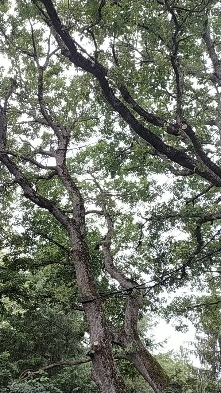 Haubanage des branches d’un grand chêne à proximité de Portet sur Garonne.