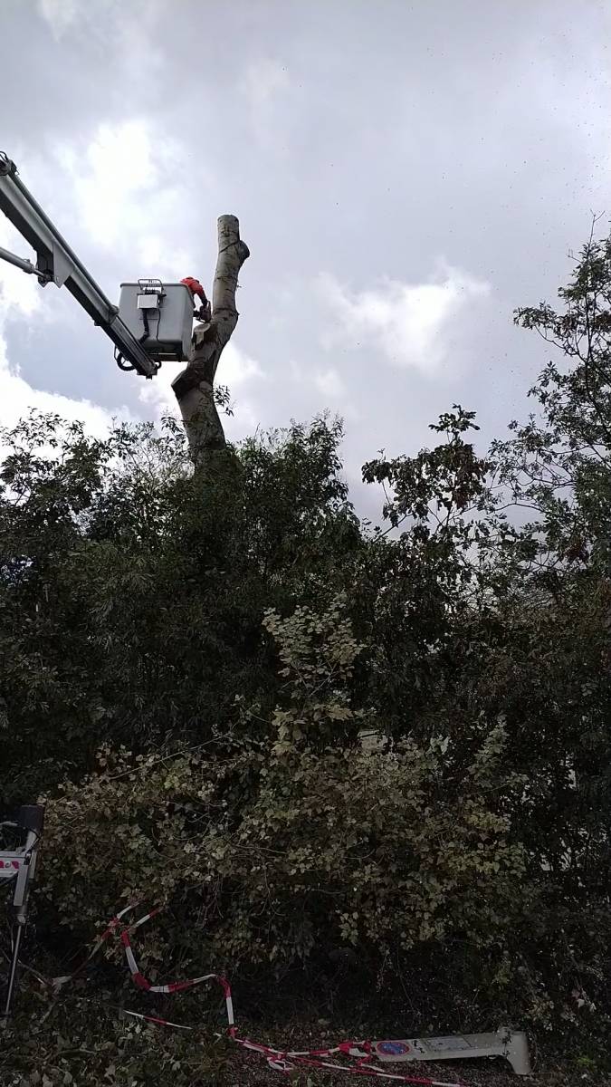 Prix d'abattage d'arbres avec évacuation Toulouse