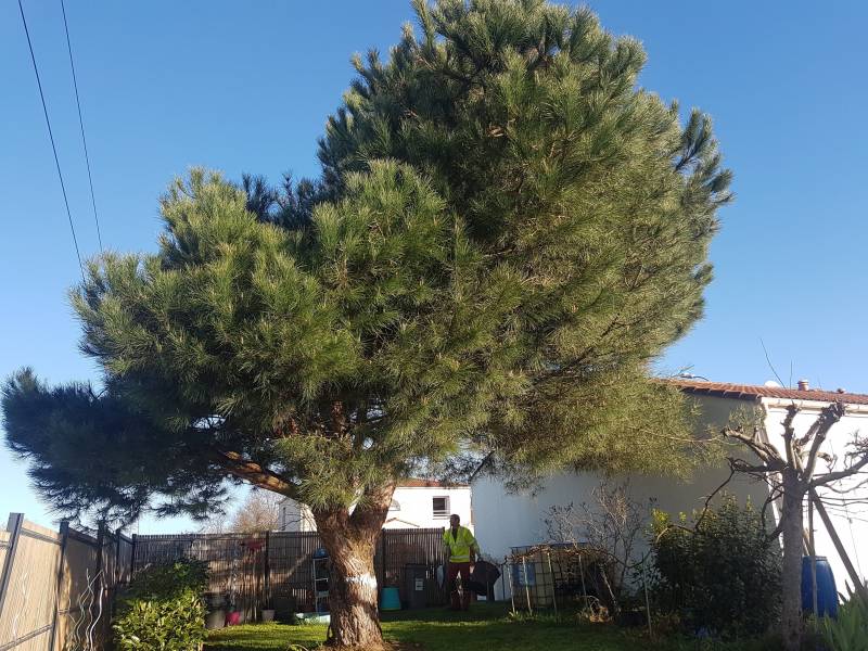 Pin parasol proche maison toulousaine