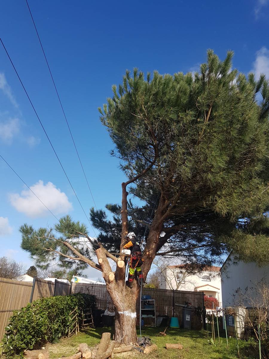 abattage pin parasol sous les fils électriques département 31