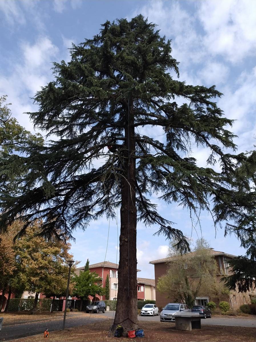 tailler un cèdre bois morts colomiers