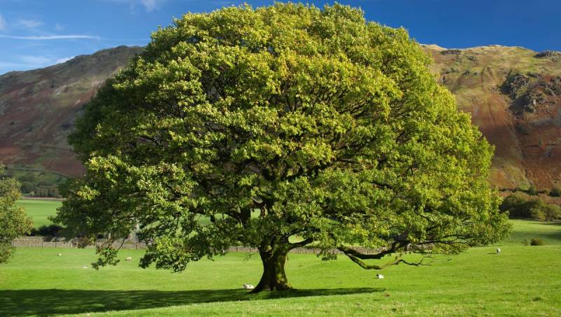élagage d'un chêne à toulouse