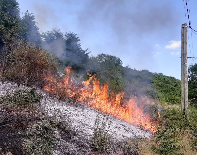 débroussaillage de pinède proche Toulouse et Haute Garonne