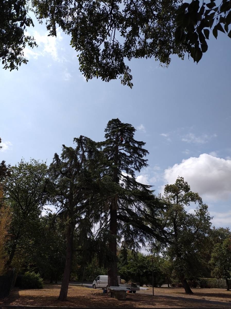 élagueur en haute garonne pour entretiens des arbres 31772