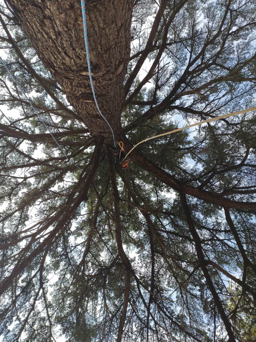 nettoyage de bois mort dans un arbre avec des aiguilles