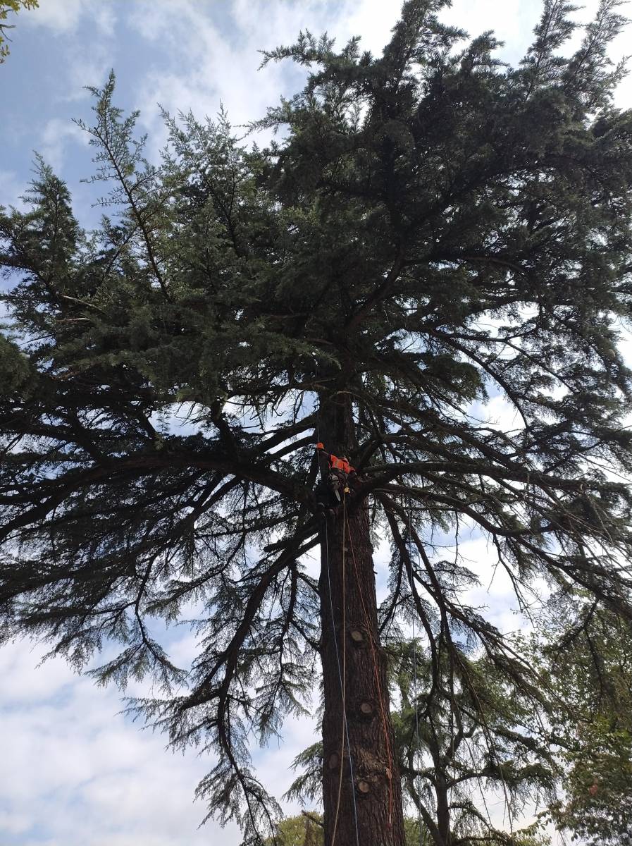 taille sanitaire sur un résineu à colomiers